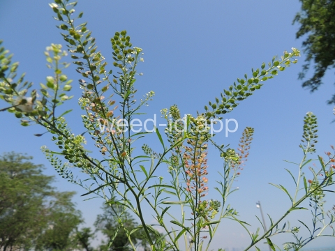 pepperweed, Virginia